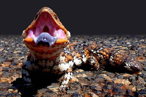 Photo for Penrith Reptile Expo and Family Fun Day